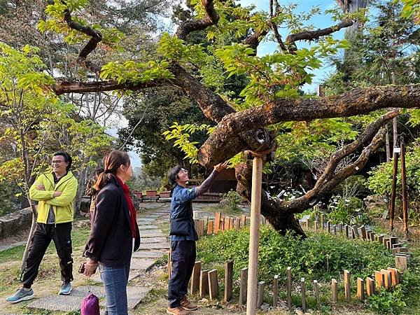 樹木醫生詹鳳春在中壢鄉村長大，卻是到日本留學-種樹、養樹、愛