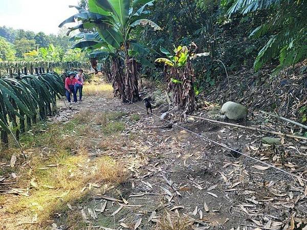 台灣獼猴仍被列入野生動物保育法三級保育類動物，若濫殺、濫捕可