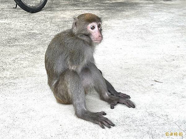 開槍殺狒狒/動物在台灣，常常是人人都要管，但人人都管不到的狀