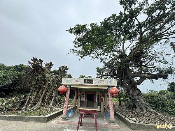 龍高虎低/虎邊比龍邊高-神岡福德祠榕樹被砍「光禿禿」神岡區山