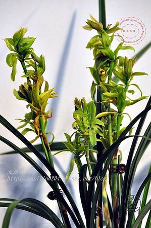 a00 2014台灣國際蘭展競豔館競賽花區D組(其他蘭屬)參賽花.JPG