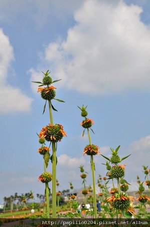 海膽花