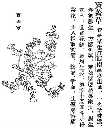 寶蓋草.jpg