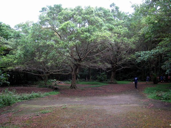 20130519碧山山徑越野018