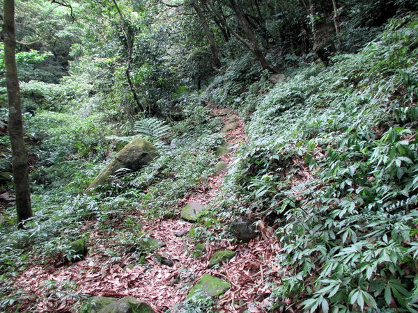 20130609竹子山古道005