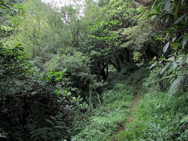 20130609竹子山古道007