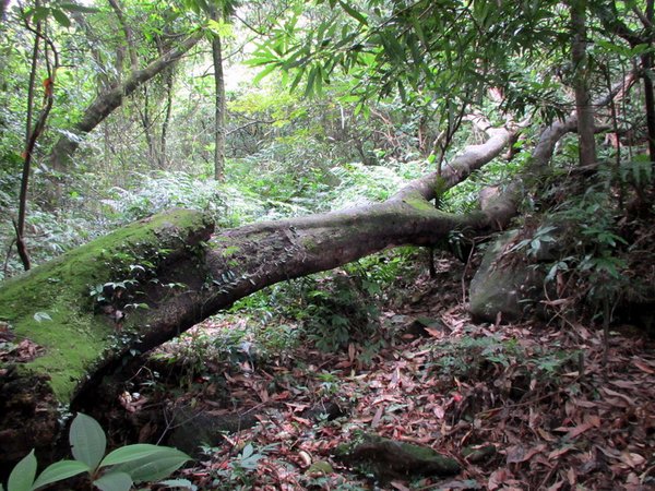 20130609竹子山古道019