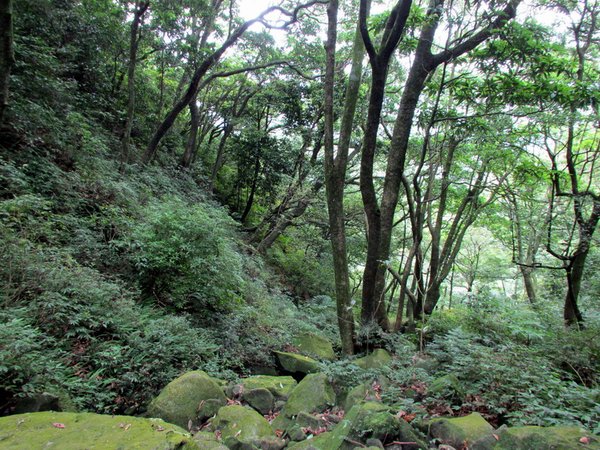 20130609竹子山古道029