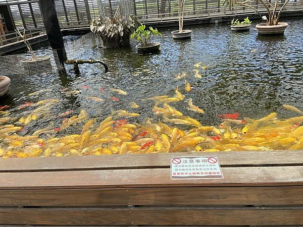 宜蘭 礁溪 欣賞蘭花 水豚 狐獴 還有可愛貓咪 擼貓好開心｜
