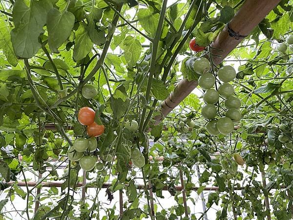 新竹 關西 免門票景點 親子好去處 番茄共和國 還有草莓可以