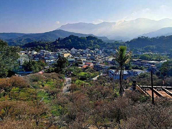 2025梅山賞梅之旅