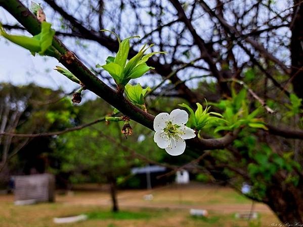 新竹公園賞櫻