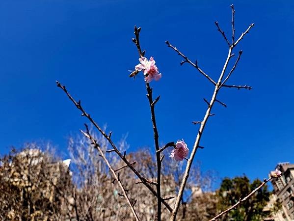新竹公園賞櫻