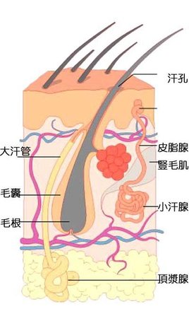 腋下流汗為什麼會臭味？