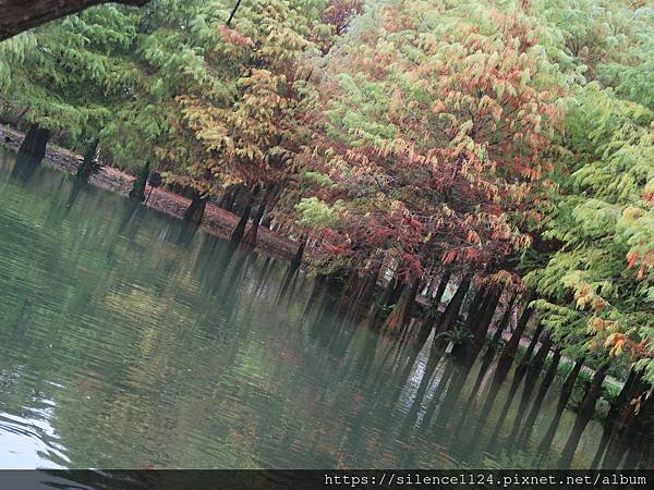 【攝影旅行】落羽松秘境一進來驚嘆不已！鈺展苗圃等你來囉~