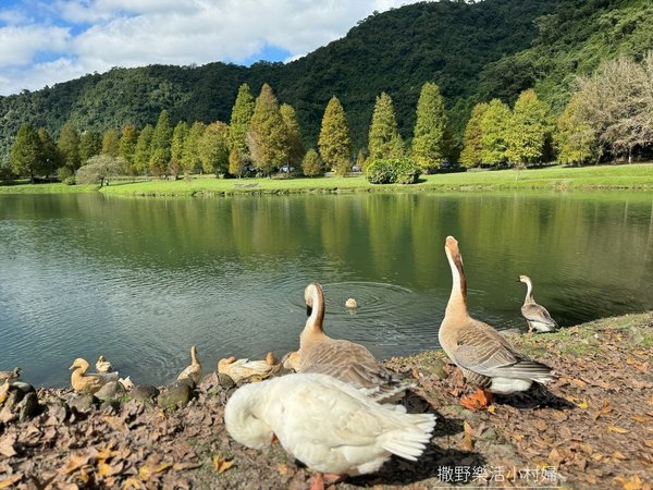 一年四季都好拍的秘境【蜊埤湖】絕美湖光山色倒影，肥肥鴨鵝戲水