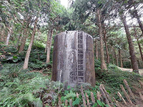 看大溪雪(韭菜花)、再上東眼山、走桃園綠園道