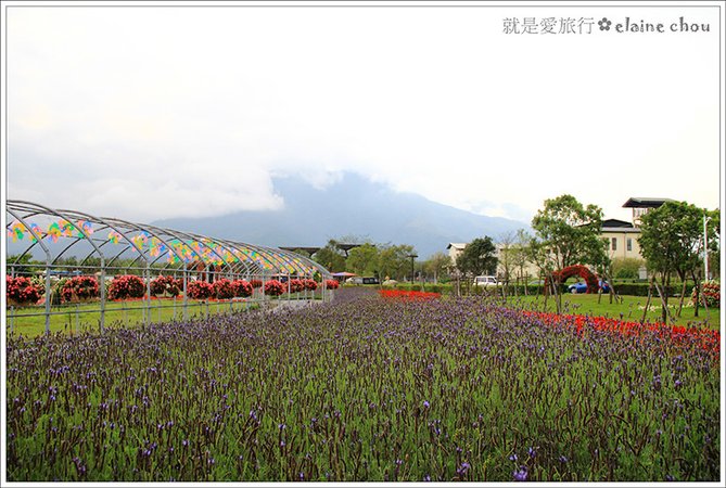 池上鄉農會四季花海11.jpg