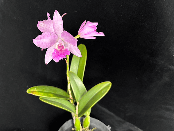 這不是蕾麗亞蘭Laelia crispata