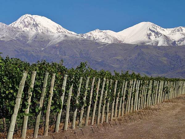 Viñedos de Tupungato _Vineyard, Tupungato