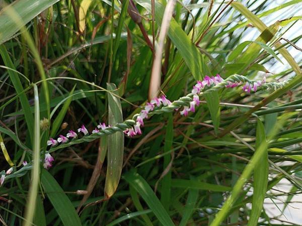 。小吳植物園 - 21蘭科4月 - 14綬草蘭花