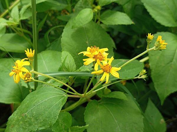 。小吳植物園-12菊科-18蟛蜞菊