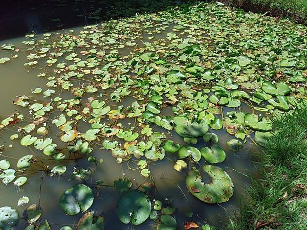 。小吳植物園-14睡菜科-11莕菜