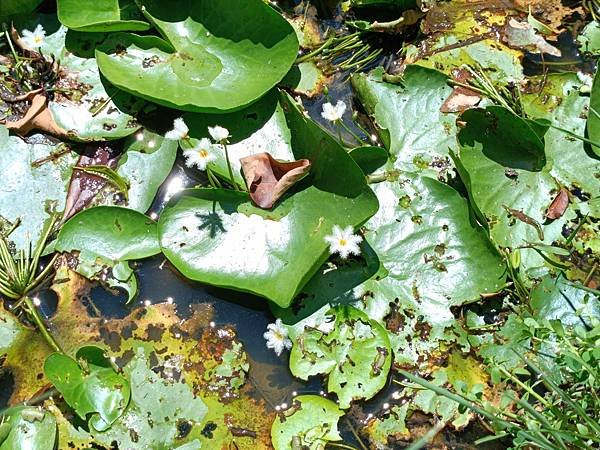 。小吳植物園-14睡菜科-11莕菜