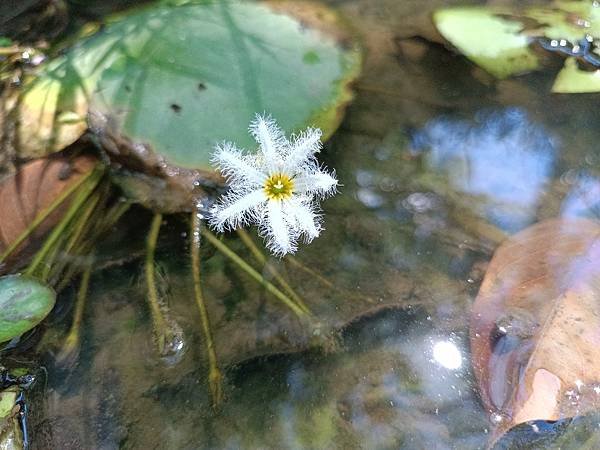 。小吳植物園-14睡菜科-11莕菜