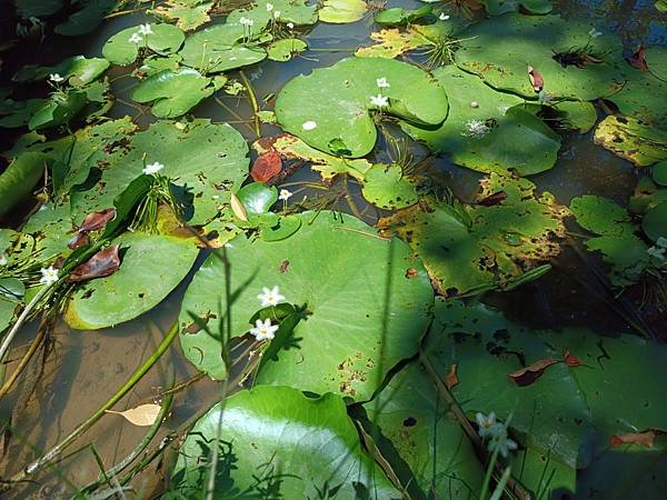 。小吳植物園-14睡菜科-11莕菜