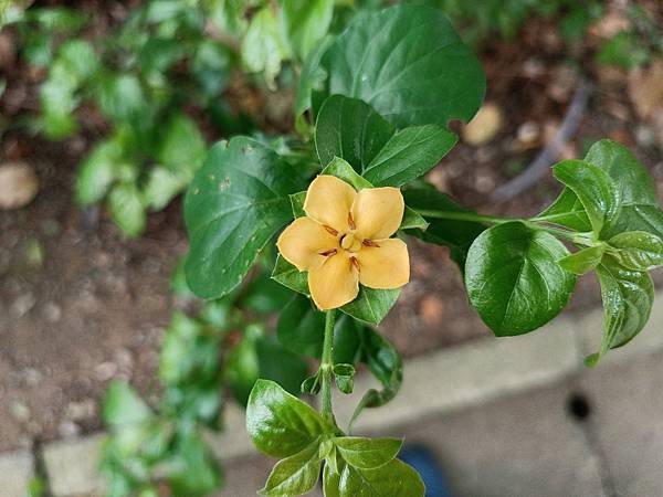 。小吳植物園-10茜草科-14對面花