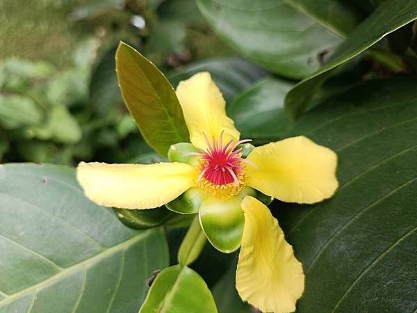 。小吳植物園-11第倫桃科-17翼柄第倫桃