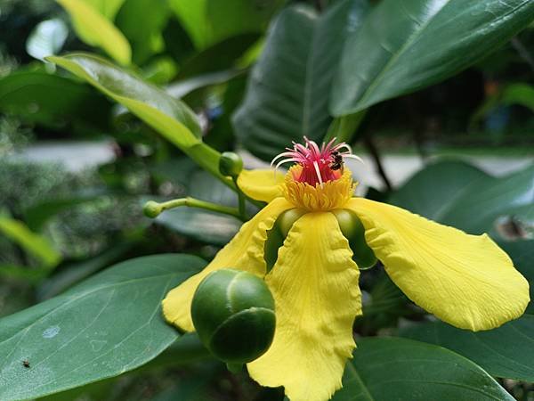 。小吳植物園-11第倫桃科-17翼柄第倫桃