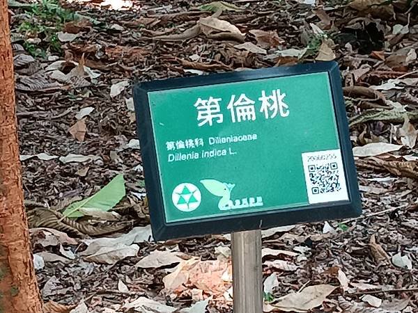 。小吳植物園-11第倫桃科-11第倫桃