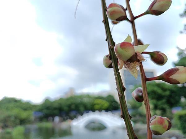 。小吳植物園-5玉蕊科-17穗花棋盤腳