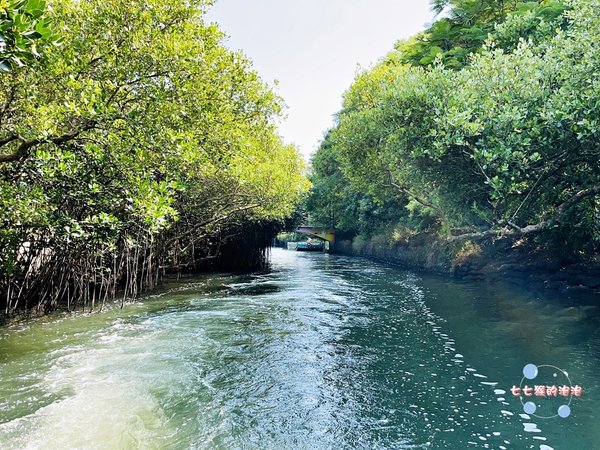 13-台南景點。台南旅遊。台南四草。綠色隧道。搭船.jpg