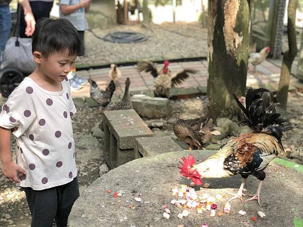 【桃園 新竹景點】2019森林鳥花園 最貼心的親子景點 新竹2天1夜/超長森林 最貼心的親子景點 新竹2天1夜/超長森林溜滑梯/戲水消暑/生態鳥園/樹屋/賽車場/新埔推薦景點/IG打卡溜滑梯/戲水消暑/生態鳥園/樹屋/賽車場/新埔推薦景點/IG打卡