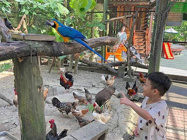 【桃園 新竹景點】2019森林鳥花園 最貼心的親子景點 新竹2天1夜/超長森林 最貼心的親子景點 新竹2天1夜/超長森林溜滑梯/戲水消暑/生態鳥園/樹屋/賽車場/新埔推薦景點/IG打卡溜滑梯/戲水消暑/生態鳥園/樹屋/賽車場/新埔推薦景點/IG打卡