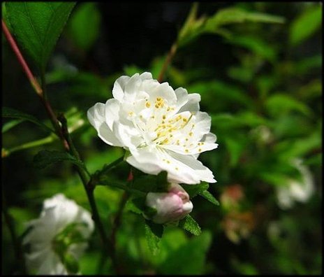 2018春節植物園_071.jpg