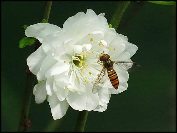 2018春節植物園_077.jpg