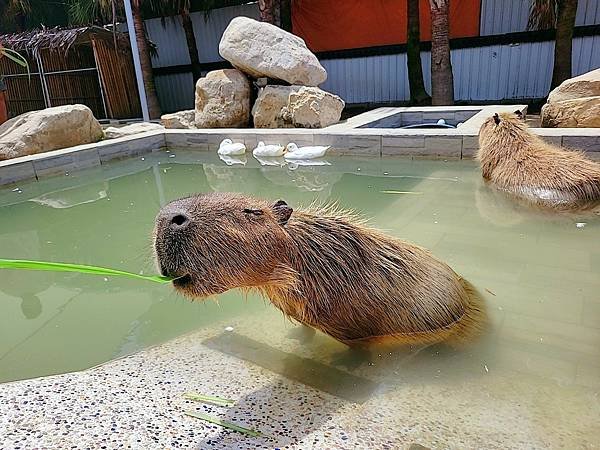 【遊記】動物農場推薦，和動物們近距離接觸：廢物媽媽育兒農場，