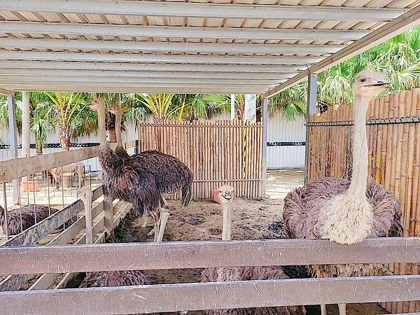 【遊記】動物農場推薦，和動物們近距離接觸：廢物媽媽育兒農場，