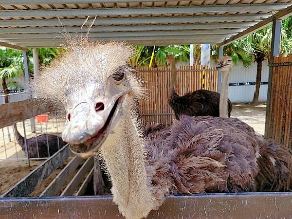 【遊記】動物農場推薦，和動物們近距離接觸：廢物媽媽育兒農場，