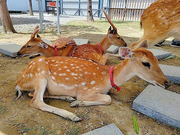 【遊記】動物農場推薦，和動物們近距離接觸：廢物媽媽育兒農場，