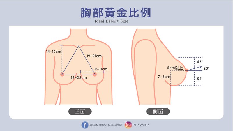 胸部比例.jpg