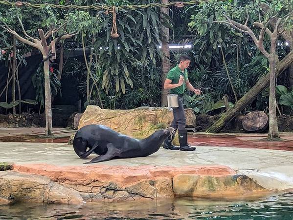 新加坡六天五夜！超熱的七月跑一堆景點！星耀樟宜｜野生動物園｜