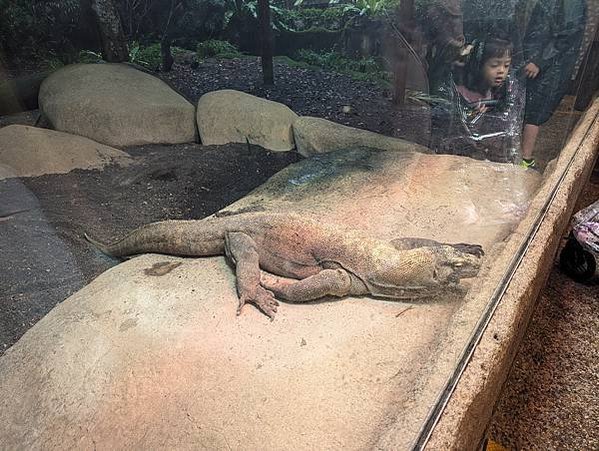 新加坡六天五夜！超熱的七月跑一堆景點！星耀樟宜｜野生動物園｜