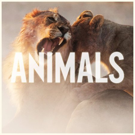 animals