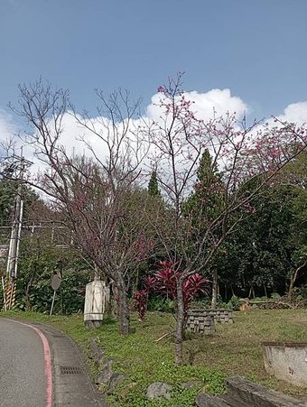 【走。遊台北】賞花趣-北投區櫻花隧道