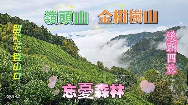 20250426-嶺頭金柑樹(2)